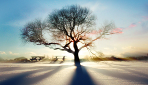 绿化工程是指,绿化工程是啥